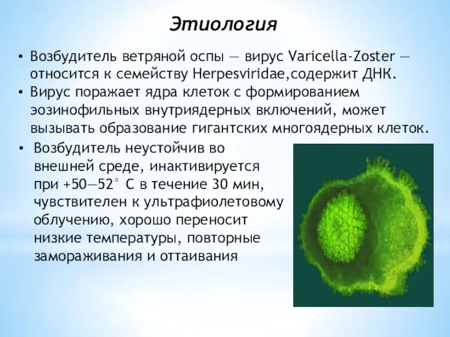 Возбудитель ветряной оспы — вирус Varicella-Zoster — относится к семейству