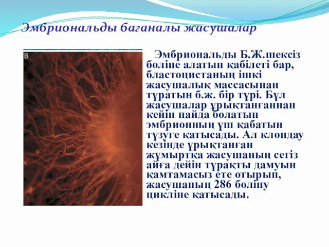 Эмбриональды Б.Ж.шексіз бөліне алатын қабілеті бар, бластоцистаның ішкі жасушалық массасынан