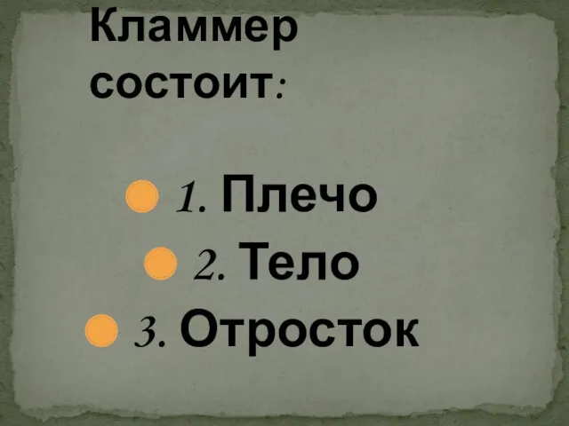 1. Плечо 2. Тело 3. Отросток Кламмер состоит: