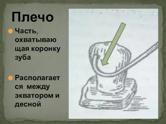 Часть, охватывающая коронку зуба Располагается между экватором и десной Плечо