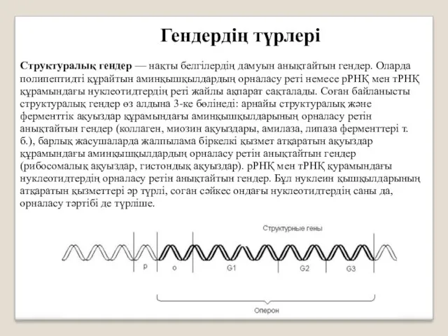 Гендердің түрлері Структуралық гендер — нақты белгілердің дамуын анықтайтын гендер.