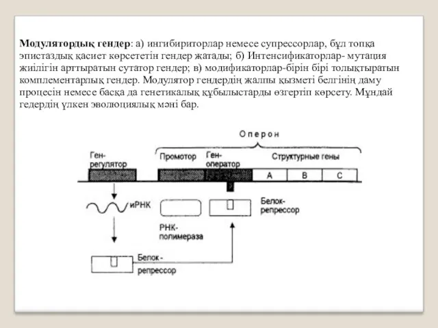 Модулятордық гендер: а) ингибириторлар немесе супрессорлар, бұл топқа эпистаздық қасиет