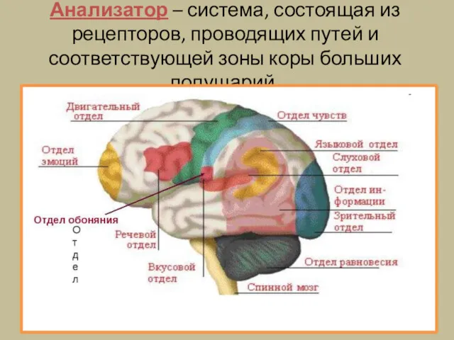 Анализатор – система, состоящая из рецепторов, проводящих путей и соответствующей зоны коры больших полушарий.