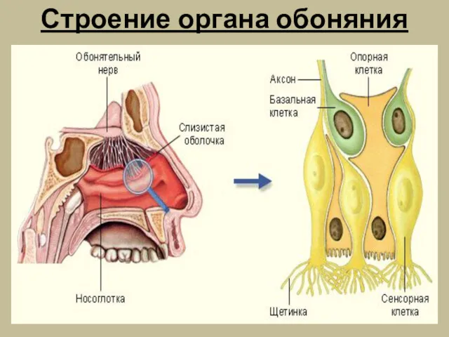 Строение органа обоняния