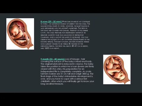 8 month (29 - 32 weeks) White subcutaneous fat continues