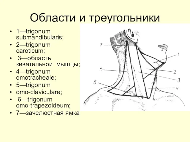 Области и треугольники 1—trigonum submandibularis; 2—trigonum caroticum; 3—область кивательнои мышцы; 4—trigonum omotracheale; 5—trigonum