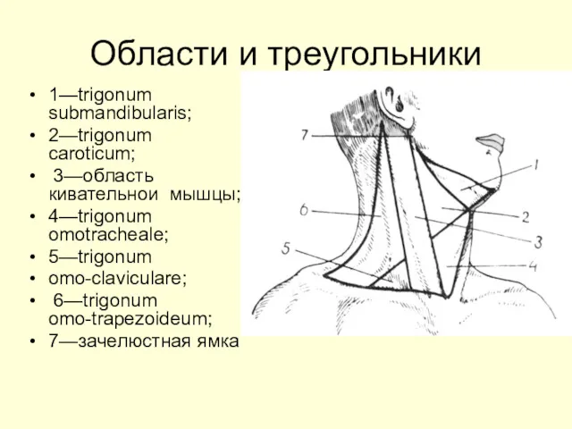 Области и треугольники 1—trigonum submandibularis; 2—trigonum caroticum; 3—область кивательнои мышцы;