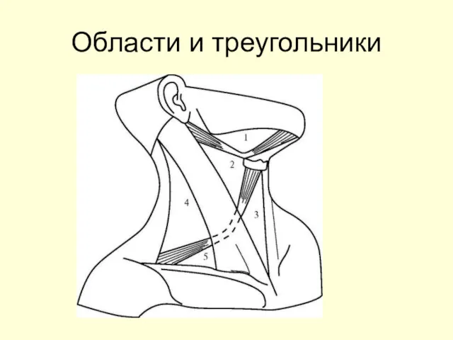 Области и треугольники