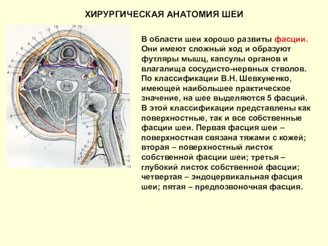 ХИРУРГИЧЕСКАЯ АНАТОМИЯ ШЕИ В области шеи хорошо развиты фасции. Они имеют сложный ход