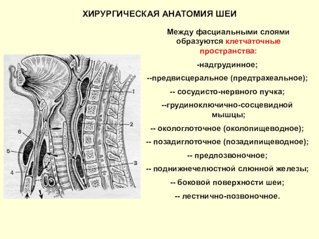 Между фасциальными слоями образуются клетчаточные пространства: надгрудинное; -предвисцеральное (предтрахеальное); -