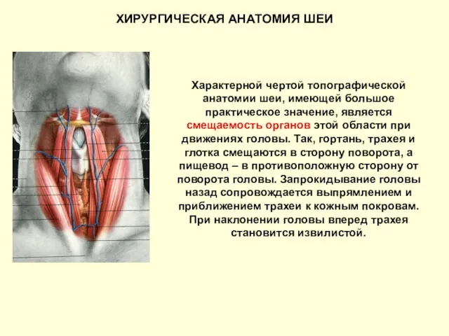ХИРУРГИЧЕСКАЯ АНАТОМИЯ ШЕИ Характерной чертой топографической анатомии шеи, имеющей большое практическое значение, является