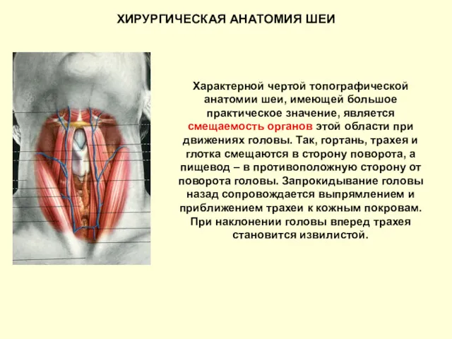 ХИРУРГИЧЕСКАЯ АНАТОМИЯ ШЕИ Характерной чертой топографической анатомии шеи, имеющей большое