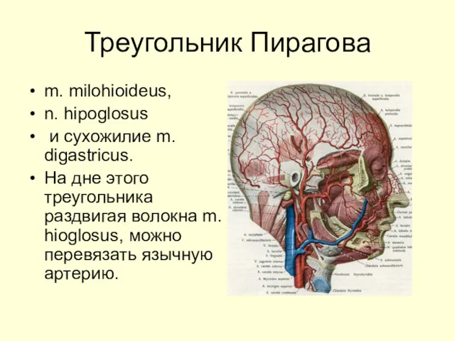 Треугольник Пирагова m. milohioideus, n. hipoglosus и сухожилие m. digastricus.