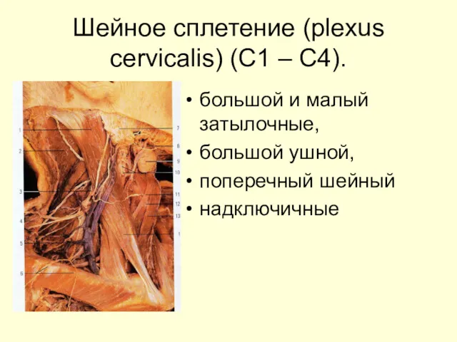 Шейное сплетение (plexus cervicalis) (С1 – С4). большой и малый затылочные, большой ушной, поперечный шейный надключичные
