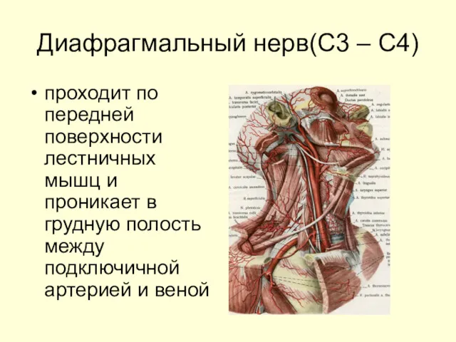 Диафрагмальный нерв(С3 – С4) проходит по передней поверхности лестничных мышц