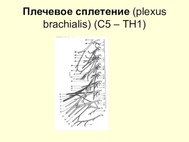 Плечевое сплетение (plexus brachialis) (С5 – TH1)