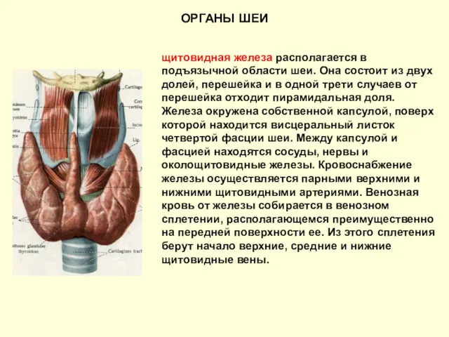 ОРГАНЫ ШЕИ щитовидная железа располагается в подъязычной области шеи. Она состоит из двух