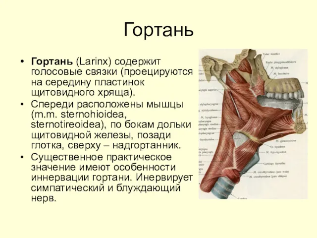 Гортань Гортань (Larinx) содержит голосовые связки (проецируются на середину пластинок