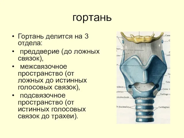 гортань Гортань делится на 3 отдела: преддверие (до ложных связок),