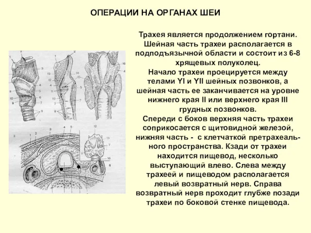 ОПЕРАЦИИ НА ОРГАНАХ ШЕИ Трахея является продолжением гортани. Шейная часть трахеи располагается в