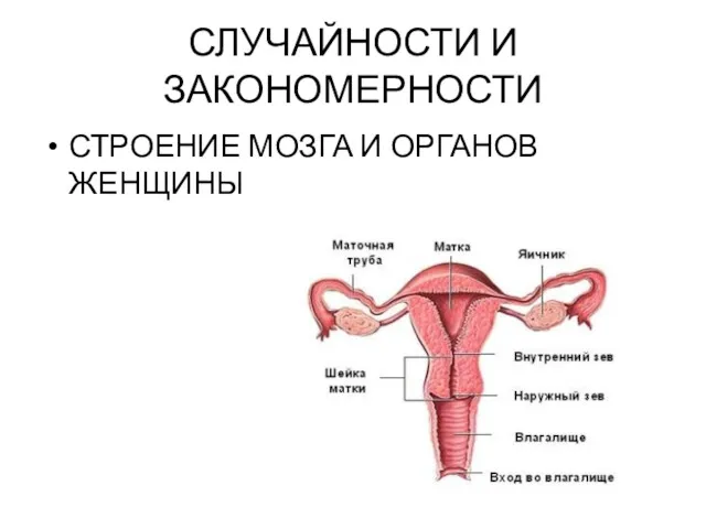 СЛУЧАЙНОСТИ И ЗАКОНОМЕРНОСТИ СТРОЕНИЕ МОЗГА И ОРГАНОВ ЖЕНЩИНЫ