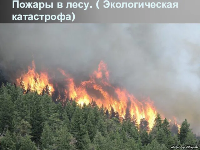 Пожары в лесу. ( Экологическая катастрофа)