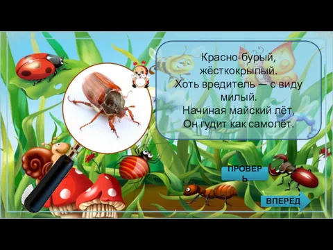 Красно-бурый, жёсткокрылый. Хоть вредитель — с виду милый. Начиная майский