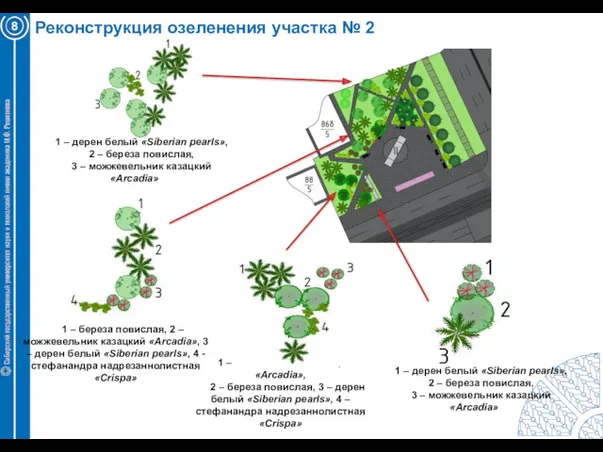 Реконструкция озеленения участка № 2 8 1 – дерен белый