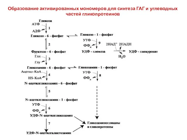 Образование активированных мономеров для синтеза ГАГ и углеводных частей гликопротеинов