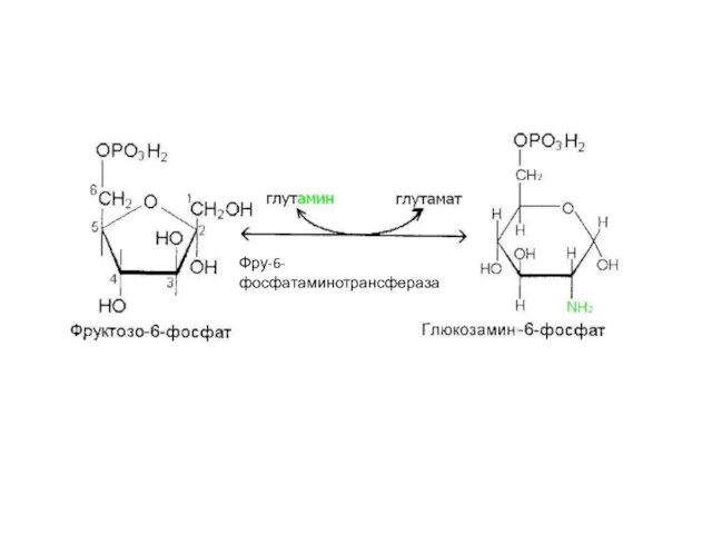 Фру-6-фосфатаминотрансфераза