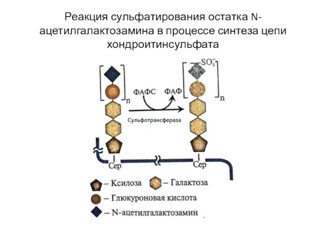 Реакция сульфатирования остатка N-ацетилгалактозамина в процессе синтеза цепи хондроитинсульфата