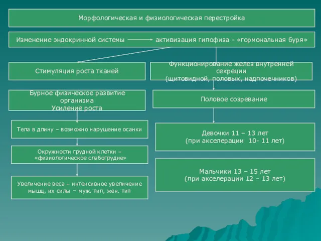 Морфологическая и физиологическая перестройка Изменение эндокринной системы активизация гипофиза -