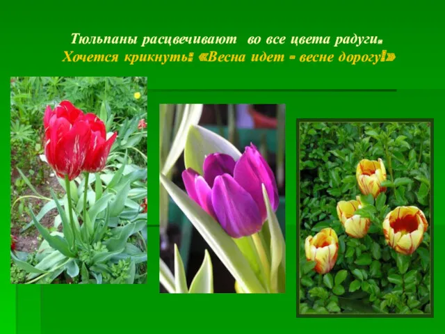 Тюльпаны расцвечивают во все цвета радуги. Хочется крикнуть: «Весна идет - весне дорогу!»