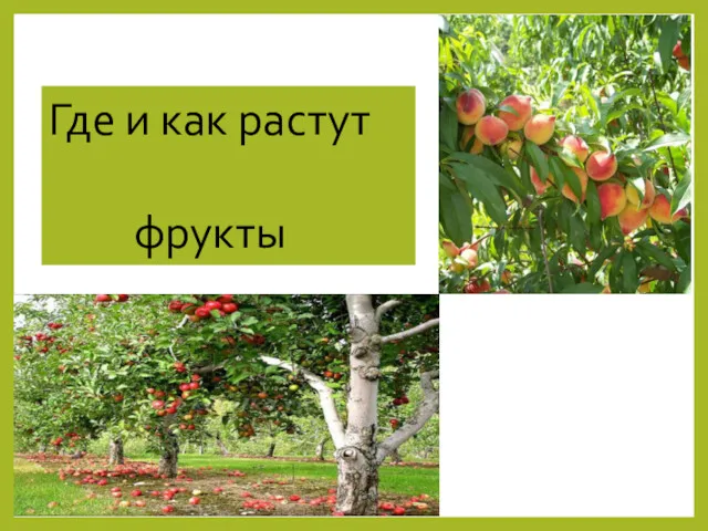 Где и как растут фрукты