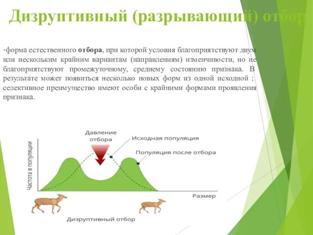 Дизруптивный (разрывающий) отбор -форма естественного отбора, при которой условия благоприятствуют