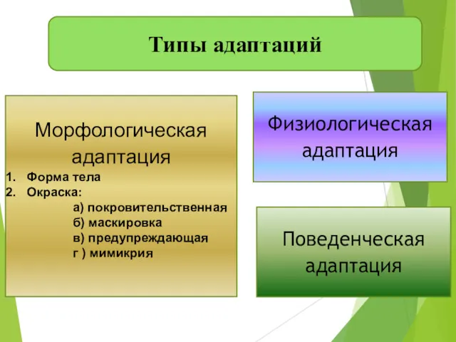 Типы адаптаций Морфологическая адаптация Форма тела Окраска: а) покровительственная б)