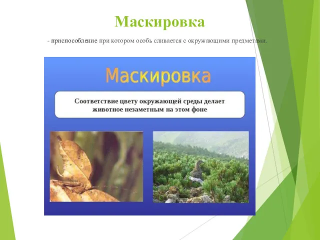 Маскировка - приспособление при котором особь сливается с окружающими предметами.