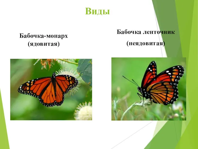 Бабочка-монарх (ядовитая) Бабочка ленточник (неядовитая) Виды