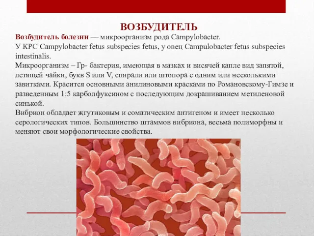 Возбудитель болезни — микроорганизм рода Campylobacter. У КРС Campylobacter fetus