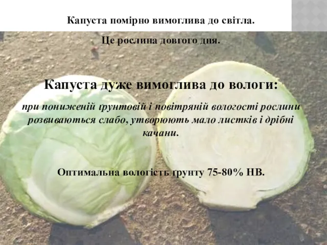 Капуста помірно вимоглива до світла. Це рослина довгого дня. Капуста