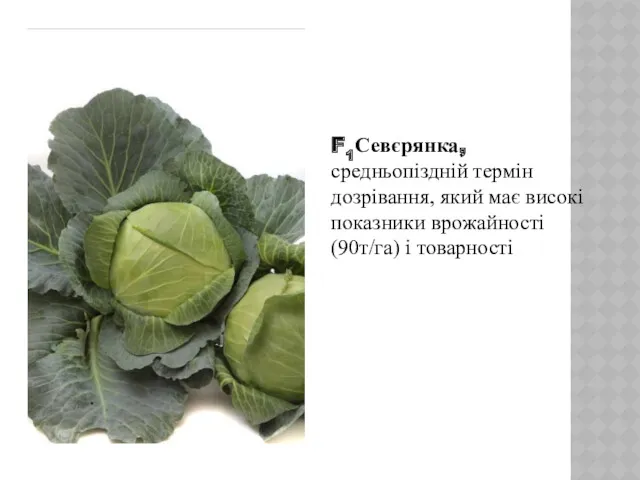 F1Севєрянка, средньопіздній термін дозрівання, який має високі показники врожайності (90т/га) і товарності