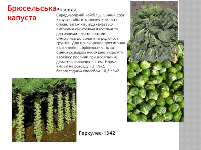 Брюсельська капуста Геркулес-1342 Розелла Середньопізній найбільш цінний сорт капусти. Містить