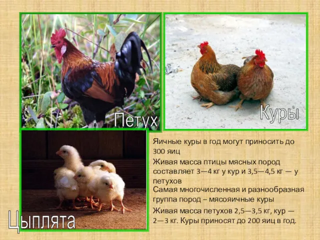 Петух Куры Цыплята Живая масса петухов 2,5—3,5 кг, кур —