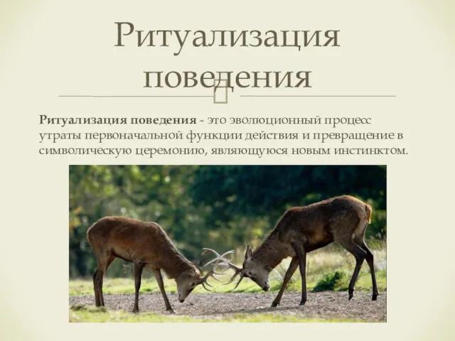 Ритуализация поведения - это эволюционный процесс утраты первоначальной функции действия