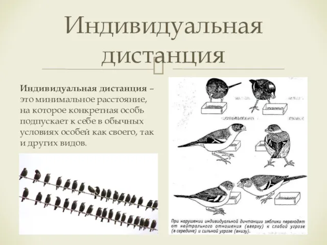 Индивидуальная дистанция – это минимальное расстояние, на которое конкретная особь