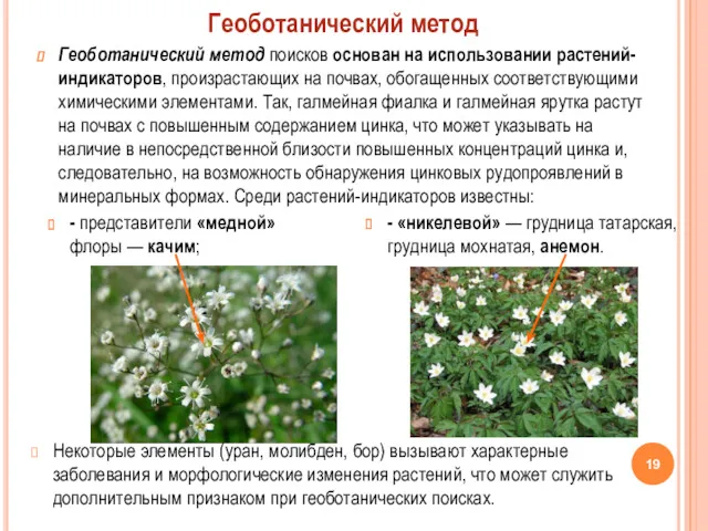 Геоботанический метод поисков основан на использовании растений-индикаторов, произрастающих на почвах,