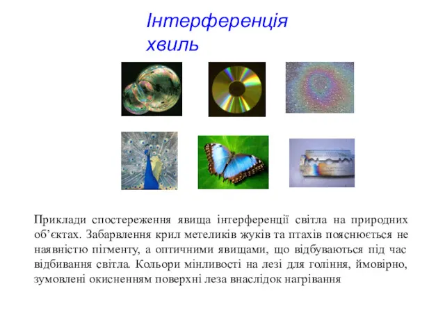 Приклади спостереження явища інтерференції світла на природних об’єктах. Забарвлення крил