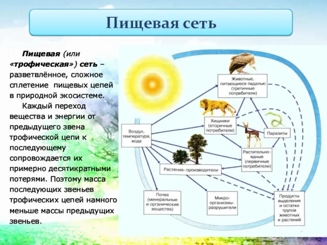 Пищевая (или «трофическая») сеть – разветвлённое, сложное сплетение пищевых цепей