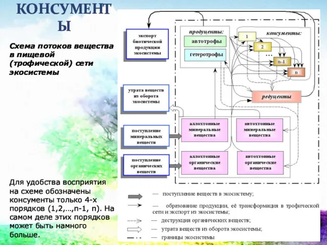 КОНСУМЕНТЫ Схема потоков вещества в пищевой (трофической) сети экосистемы Для