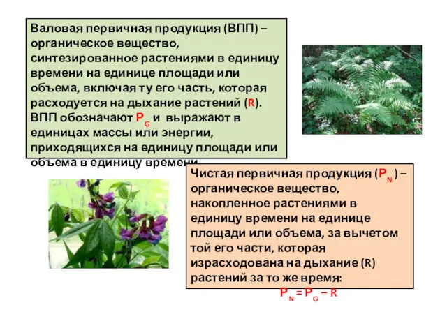 Валовая первичная продукция (ВПП) – органическое вещество, синтезированное растениями в единицу времени на